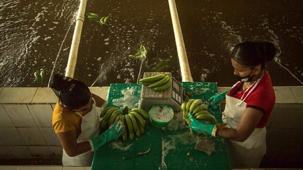 Plátano