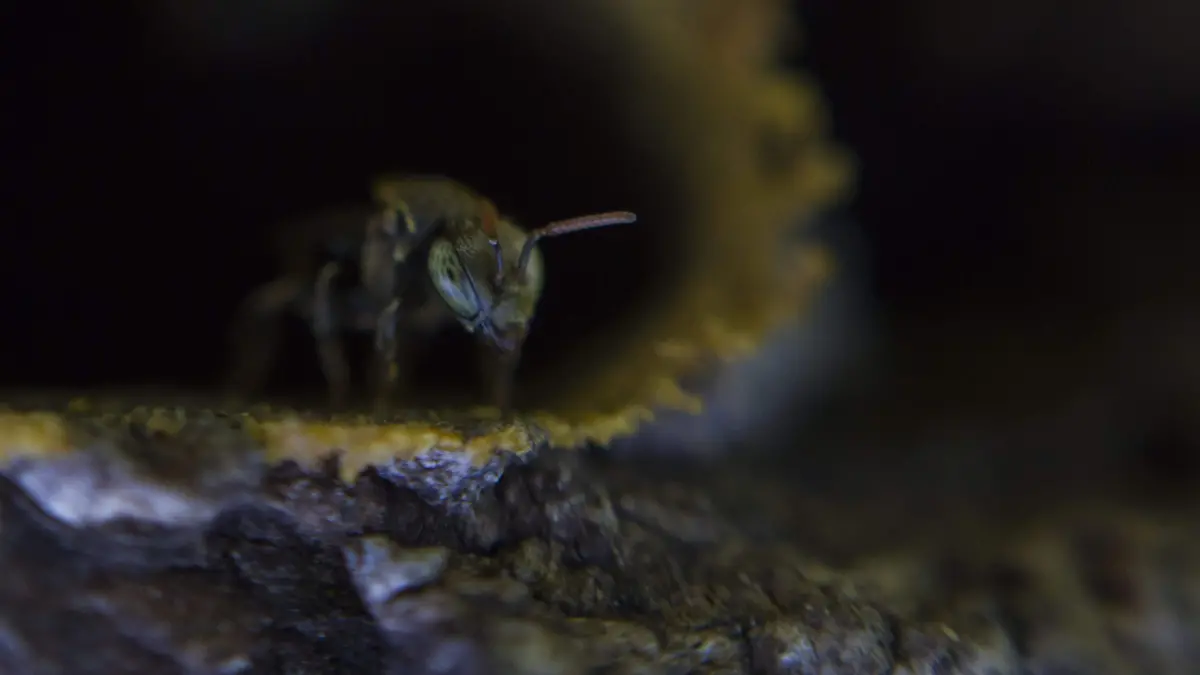 SANTUARIO ABEJAS_AJO (8)