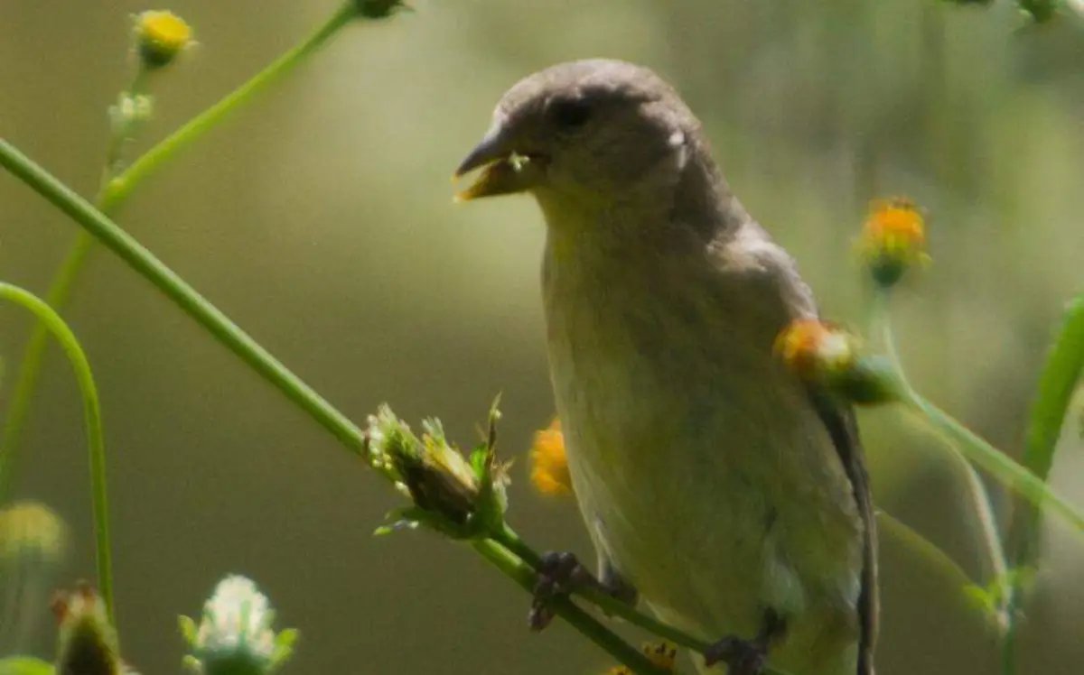 pájaro medioambiente naturaleza