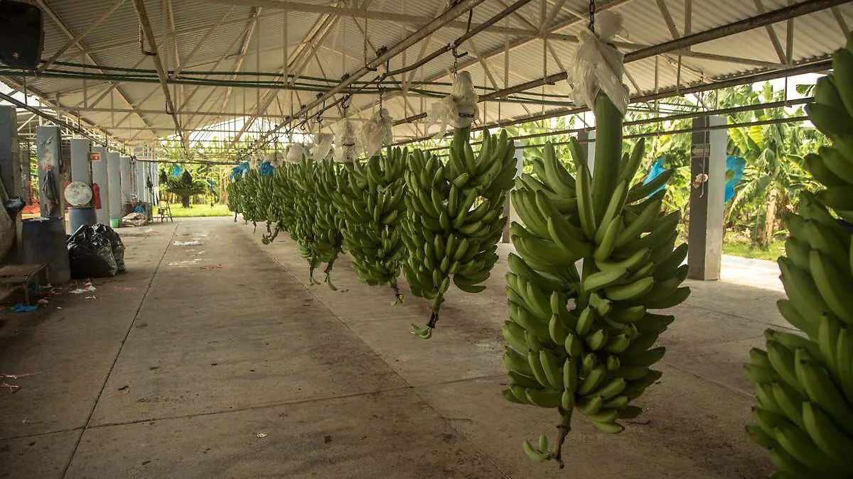 Plátano