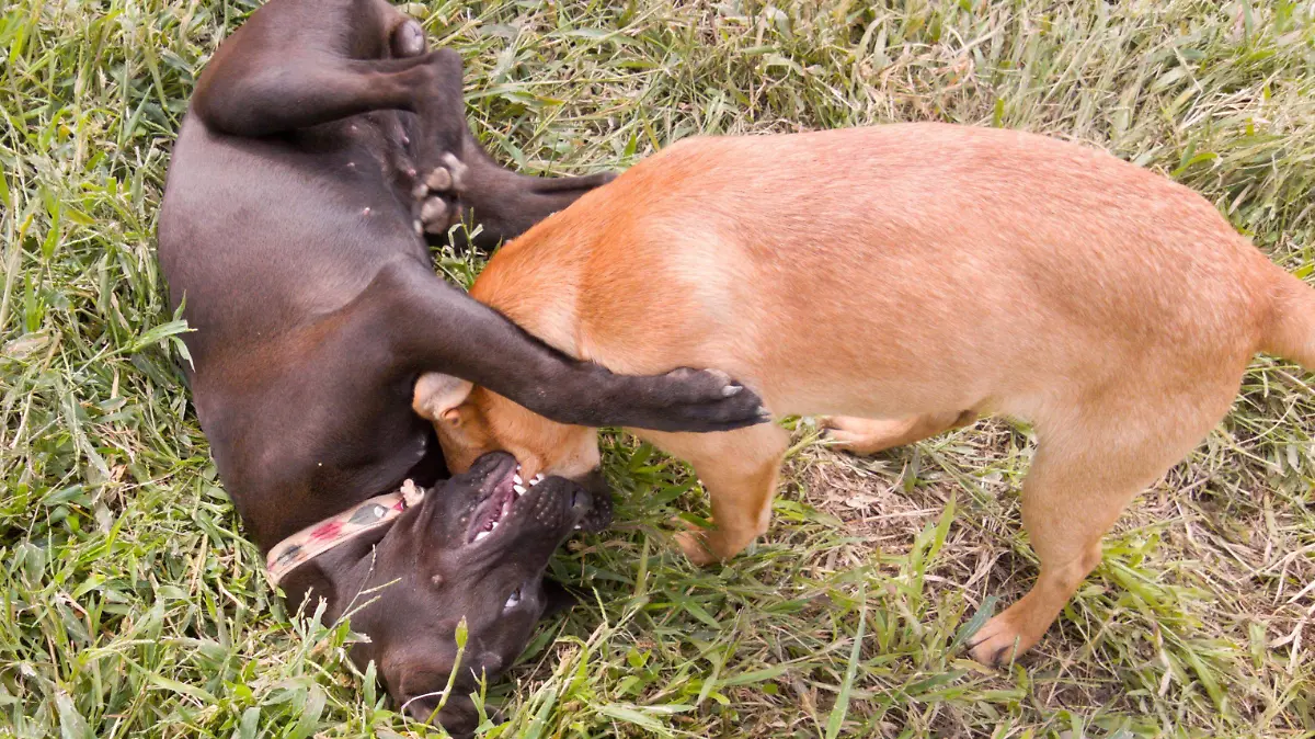 PERROS_AJO (4)