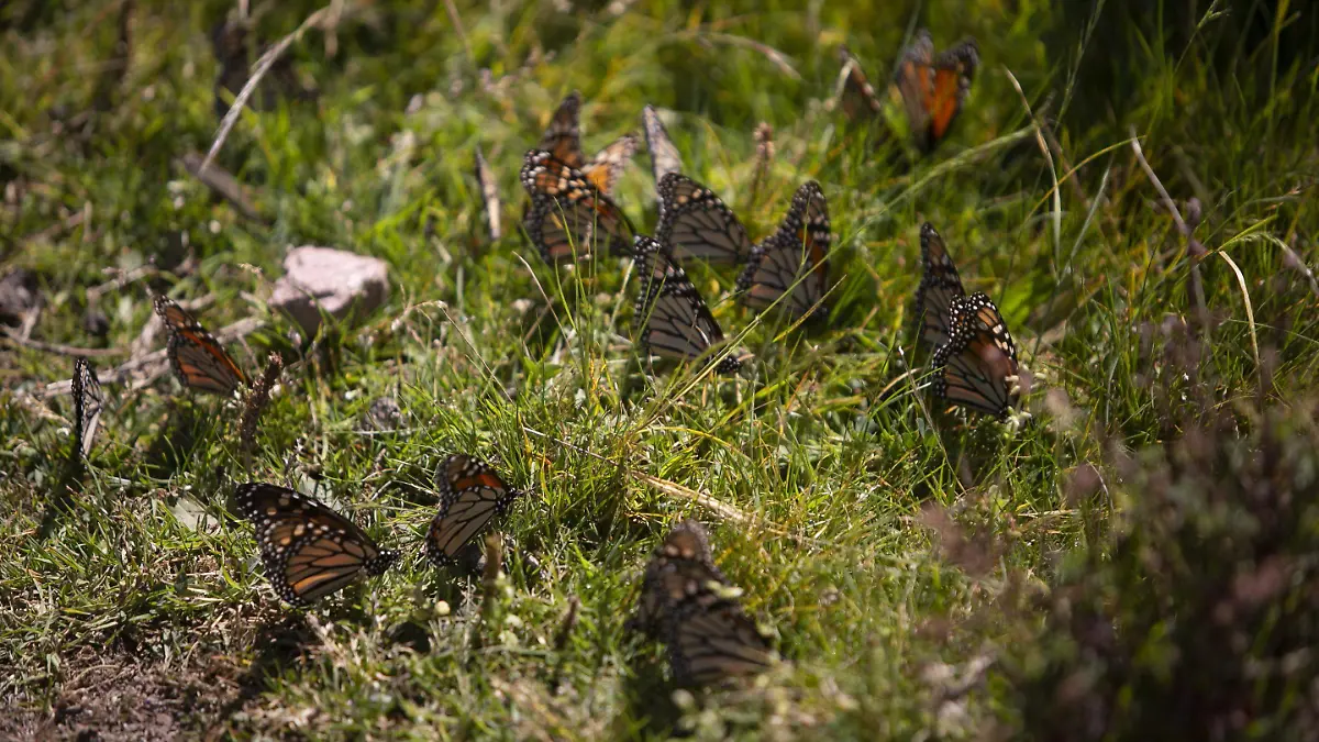 mariposa monarca-IAV-2