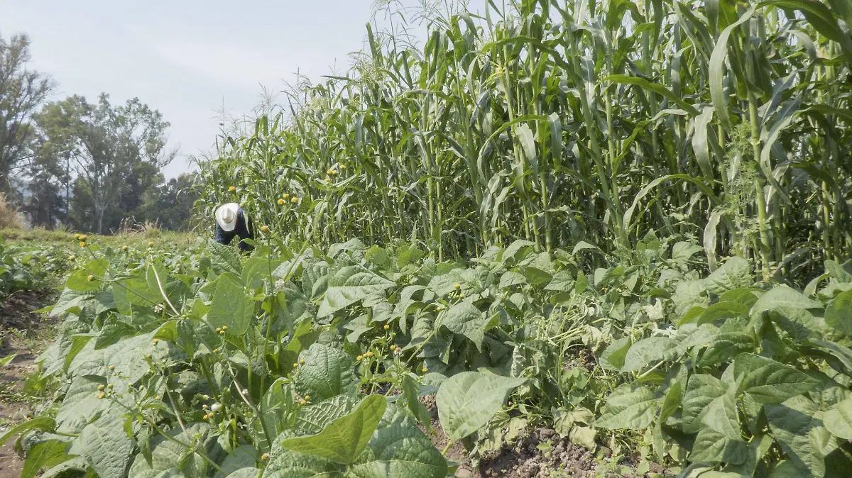 AGRO_AJO (1)