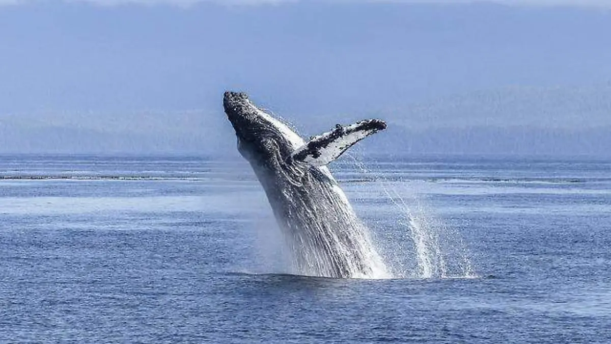 humpback-whale-436120_640