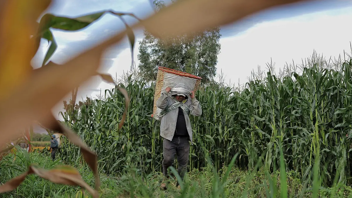 Elote maíz trabajadores,  campo Tarimbaro - FMM~05.jpeg