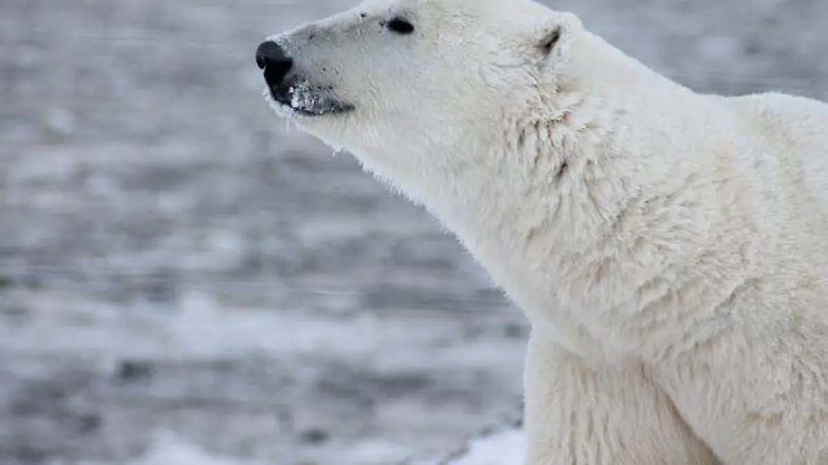 polar-bear-404315_640