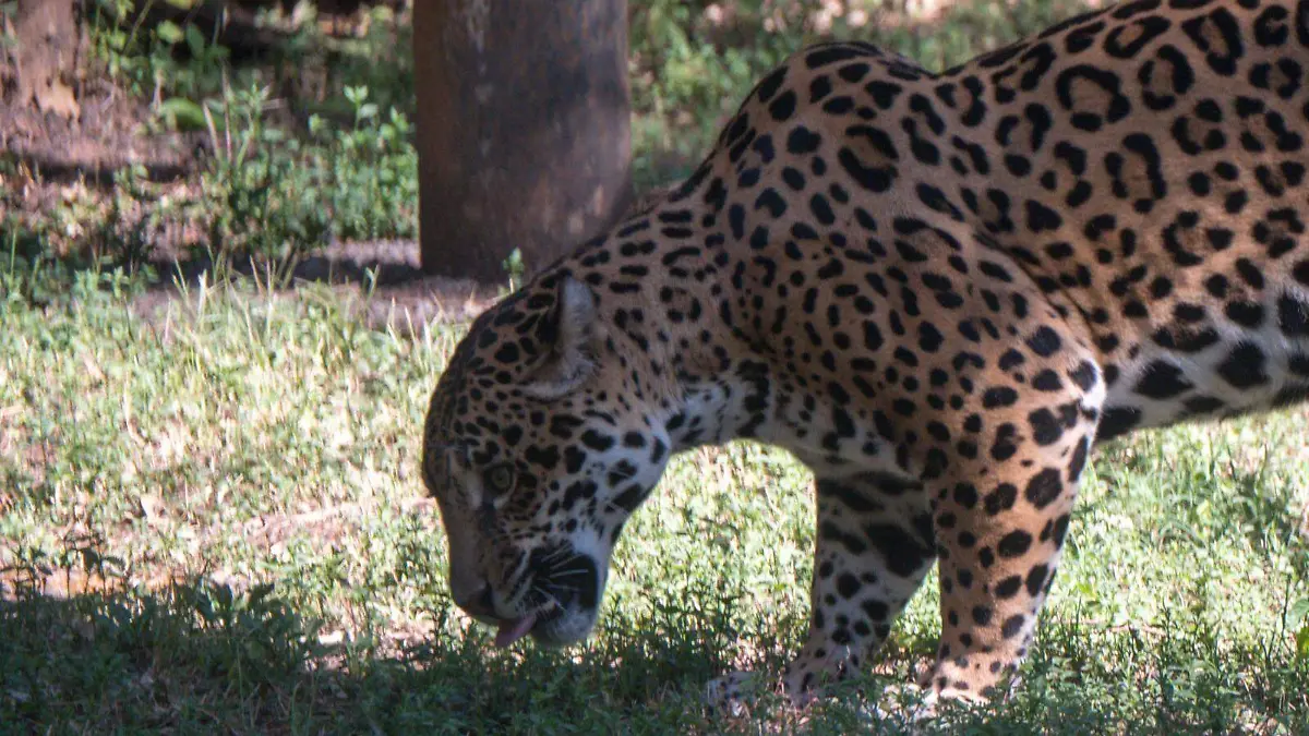 jaguar pasto 