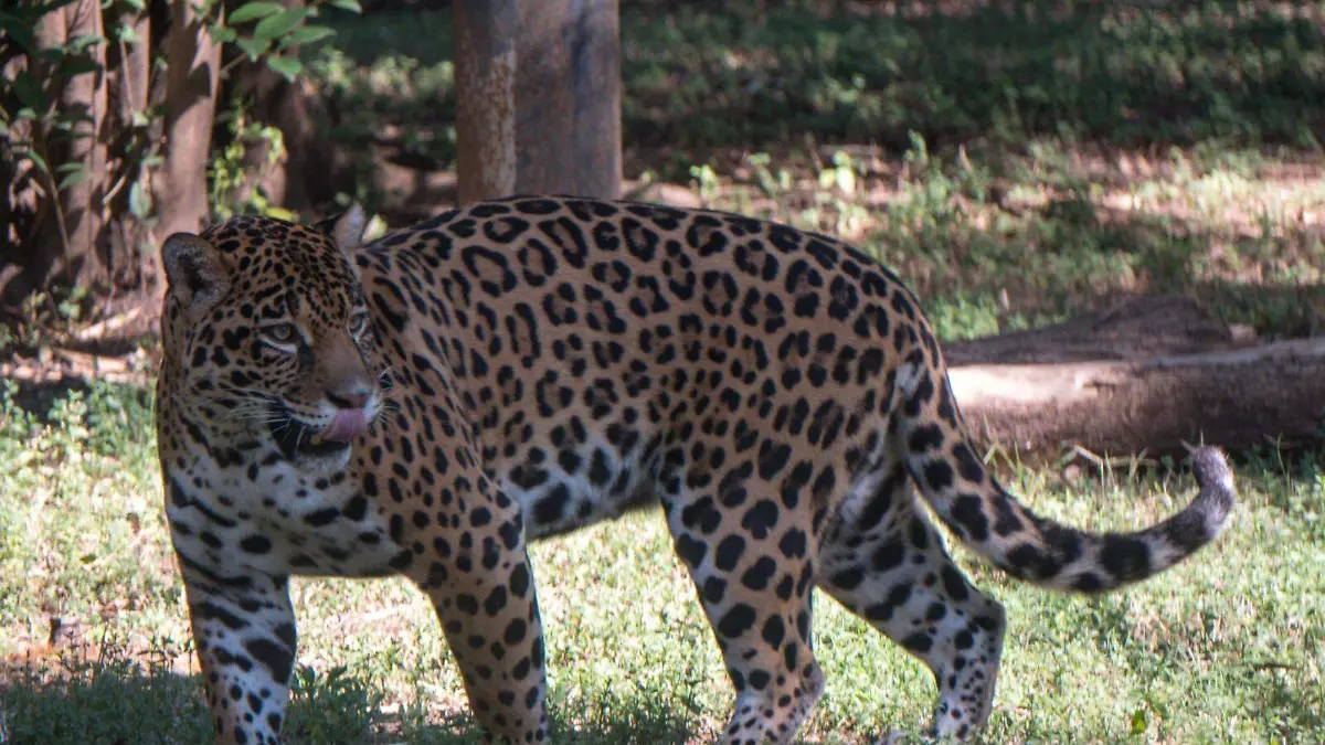 jaguar