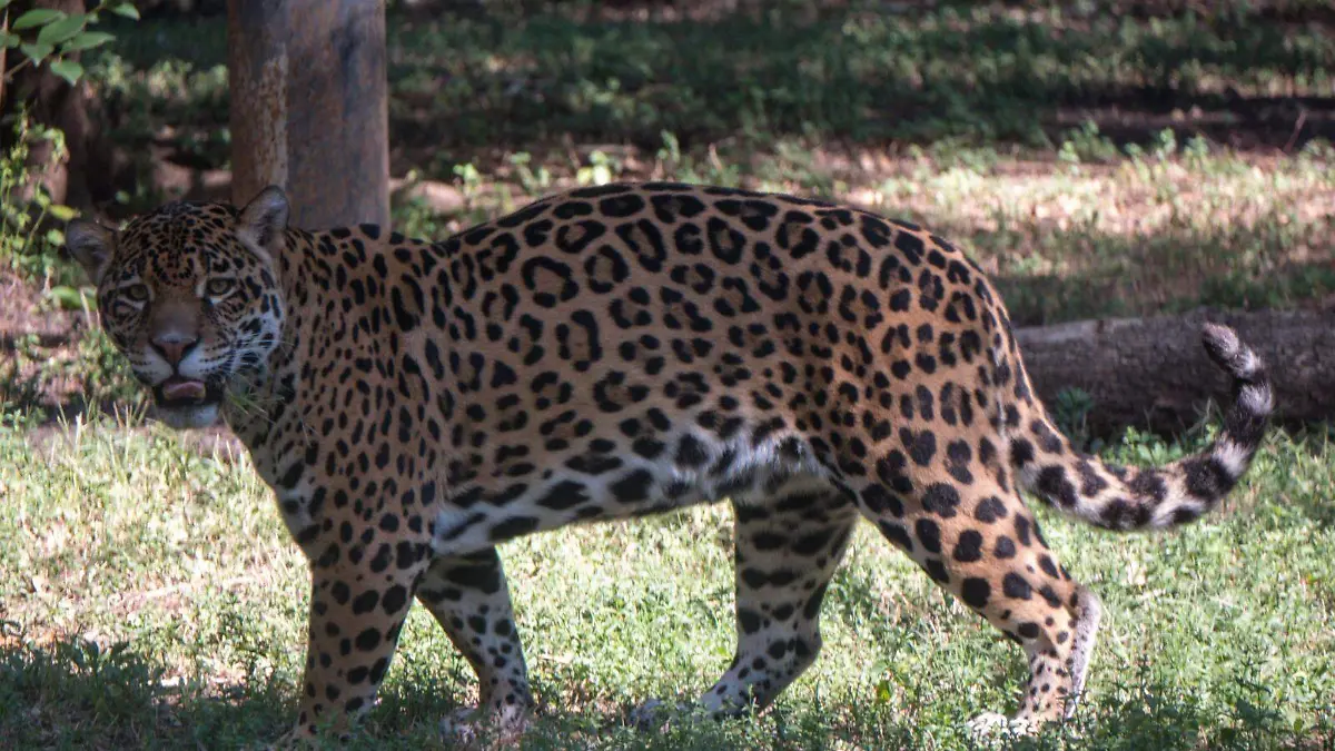 jaguar