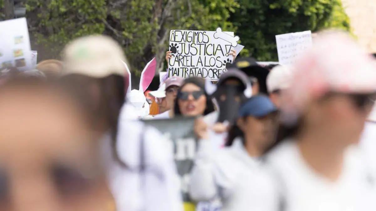 Marcha contra el maltrato animal (4)