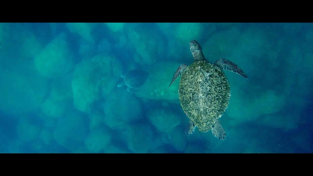 documental el llanto de las torturas