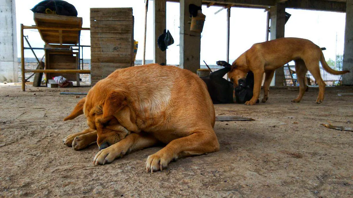 Perros de la calle (2)