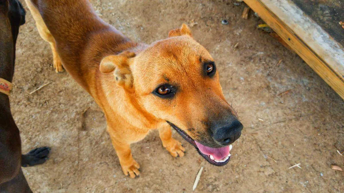 Perros de la calle