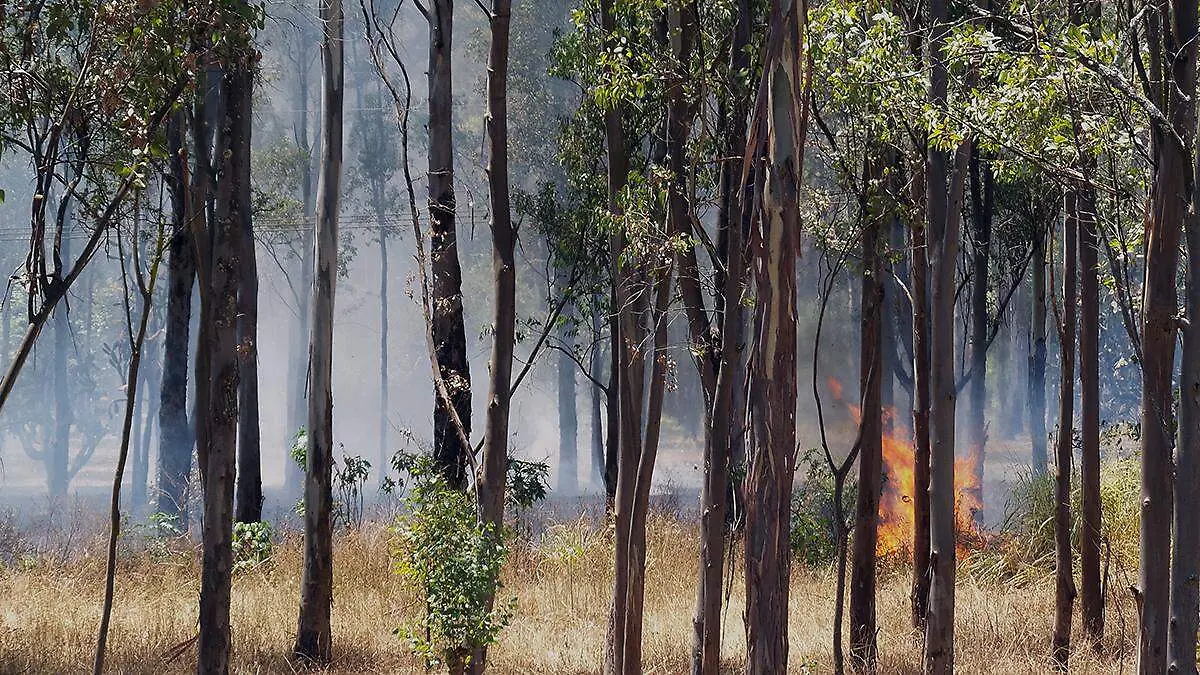 Incendio forestal_AJO (2)