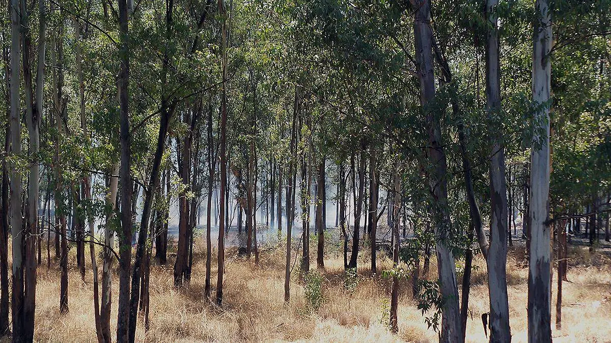 Incendio forestal_AJO (3)