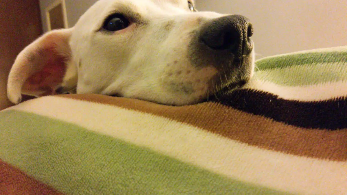 perrito
