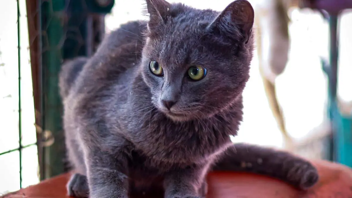 gato gris
