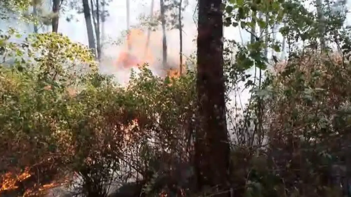 Incendio en bosque