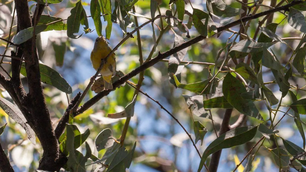 Aves migratorias 3
