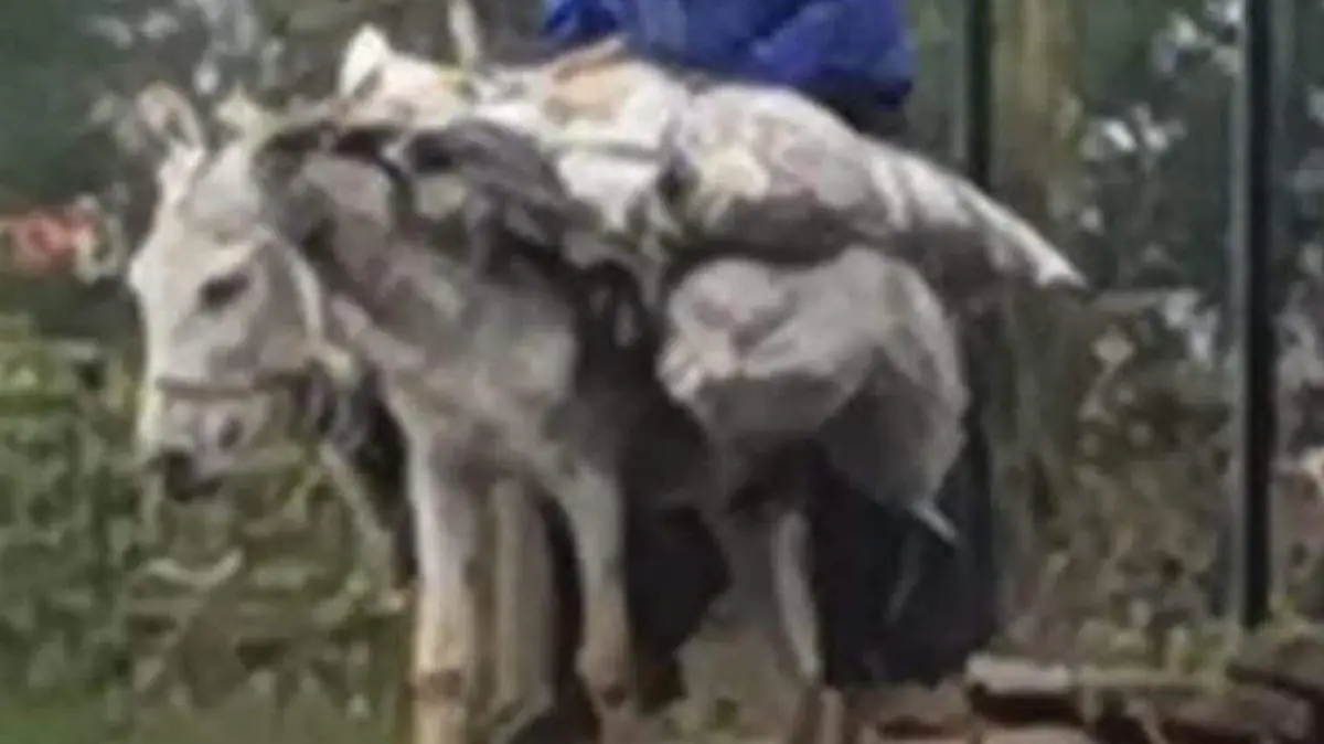 burro que sufría maltrato animal en morelia