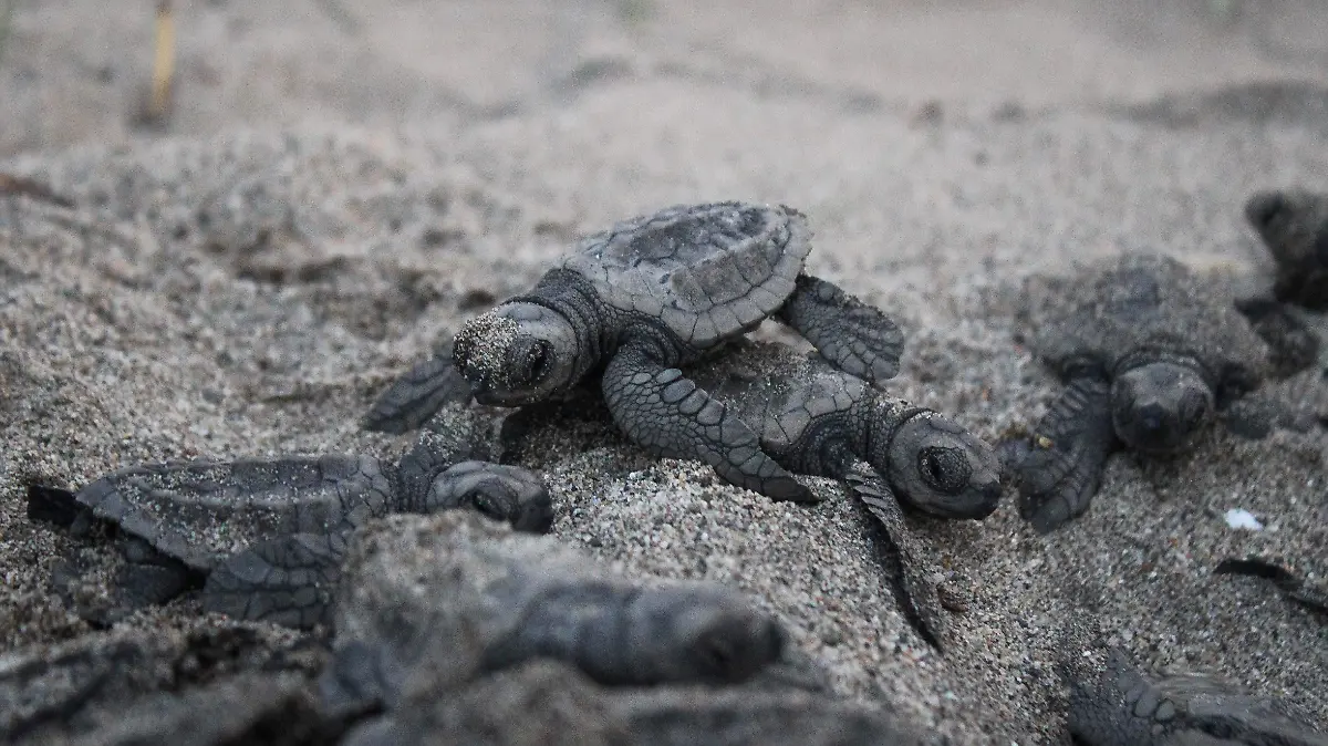 Tortugas salen del nido