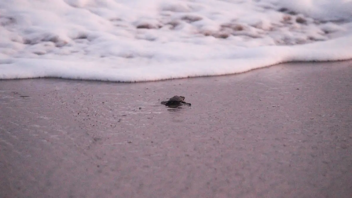 Tortuga entra al mar