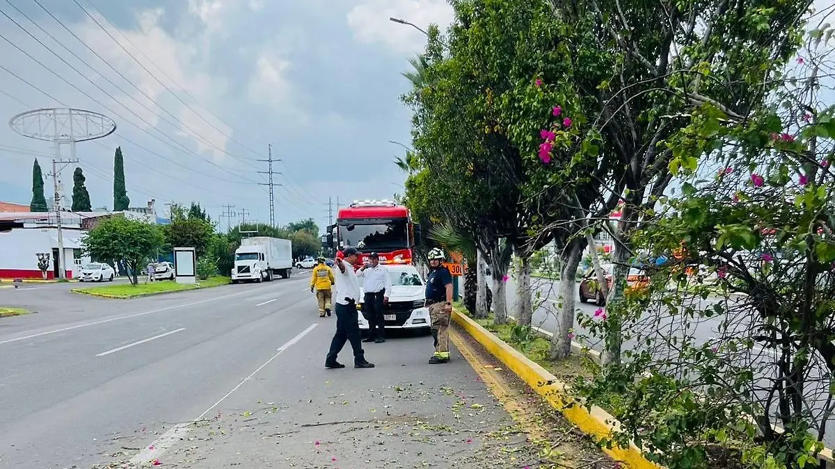 Protección civil atendiendo caída de árbol