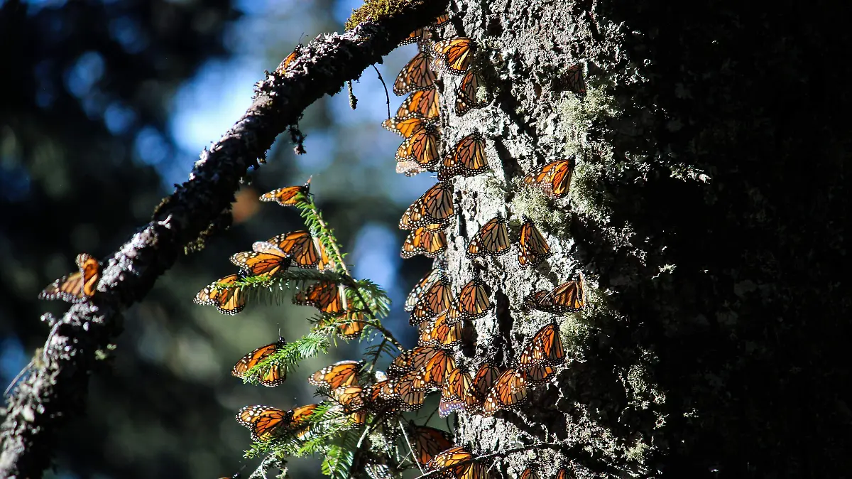 mariposa monarca reserva
