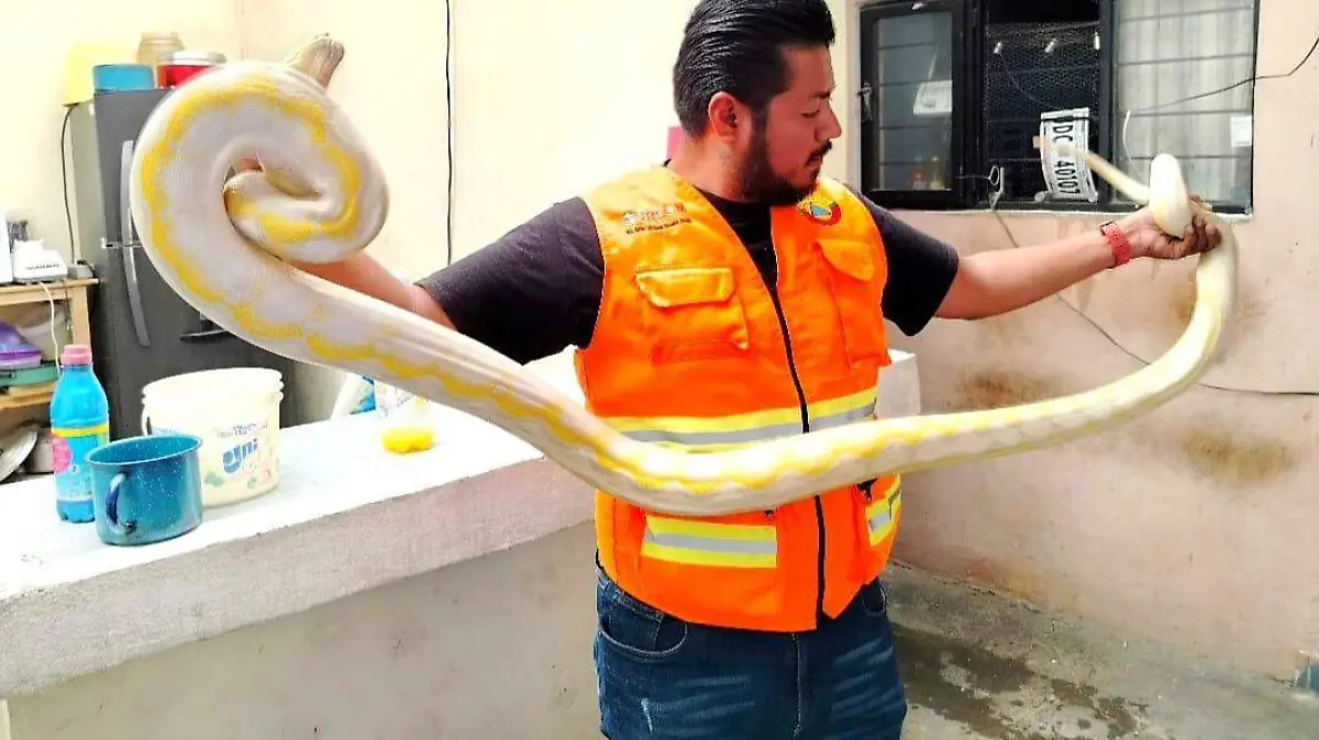 pitón morelia