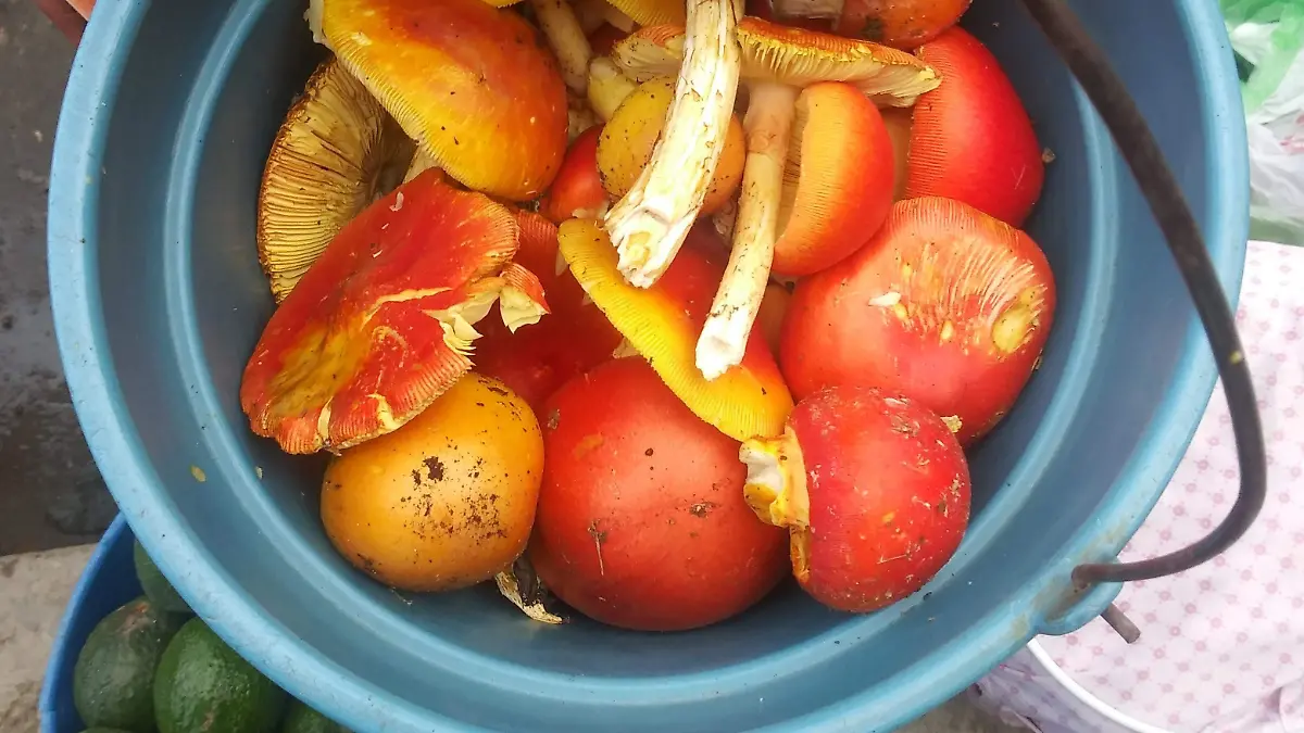Tecomate_ Amanita basii