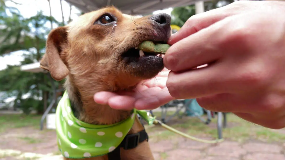 perro
