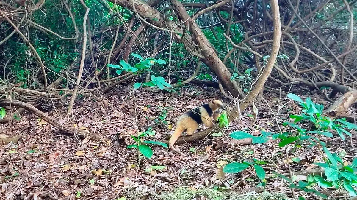 tamandúa mexicana