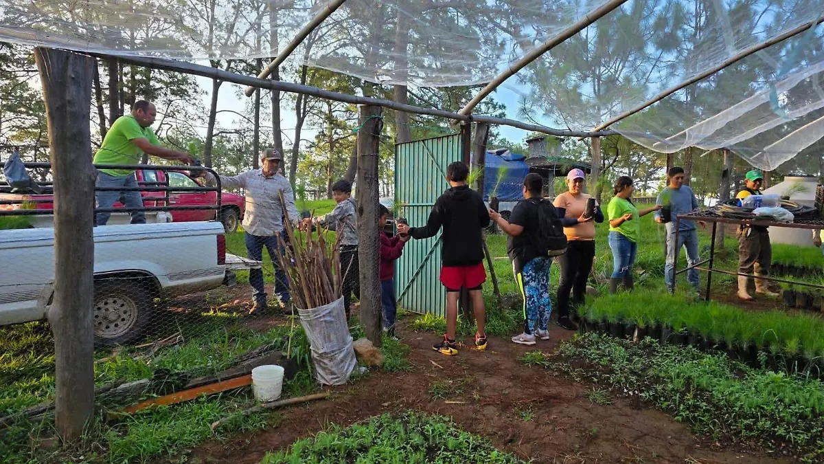 tacámbaro reforestación