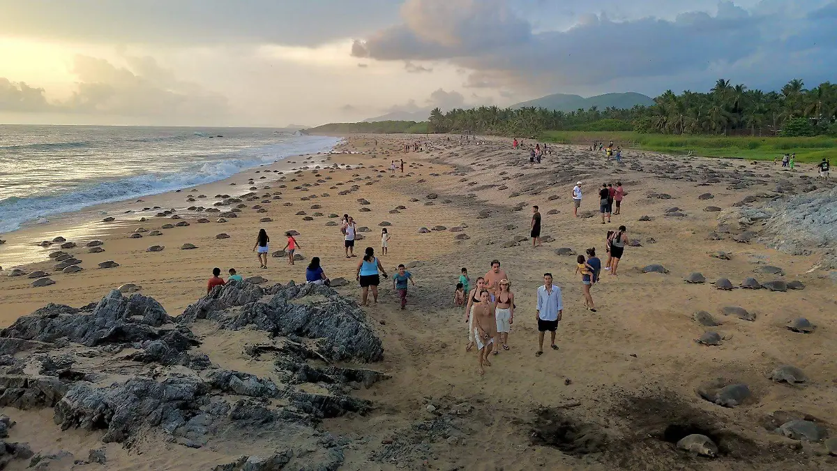 Personas viendo el arribazón de tortugas a la playa