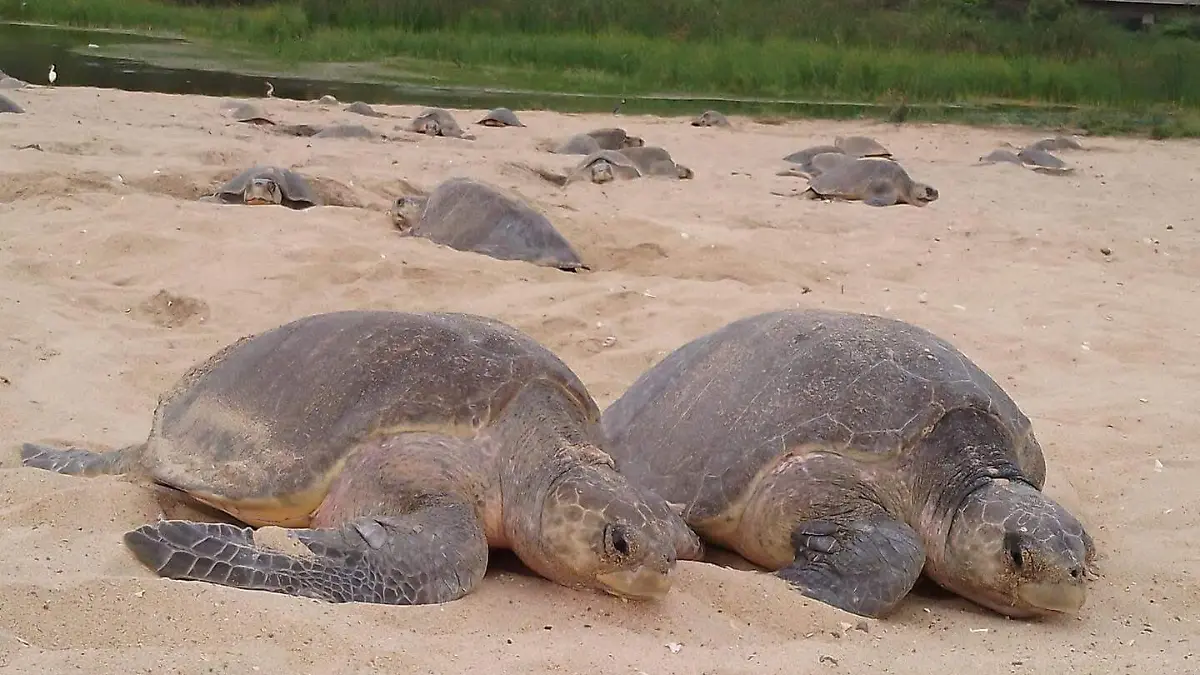 Tortugas marinas en la playa
