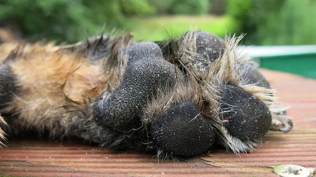 dogs-paw-1011206_1280