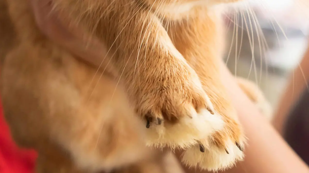 pexels-nikiemmert-15288666