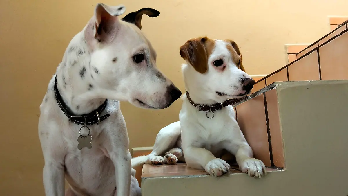 Perritos