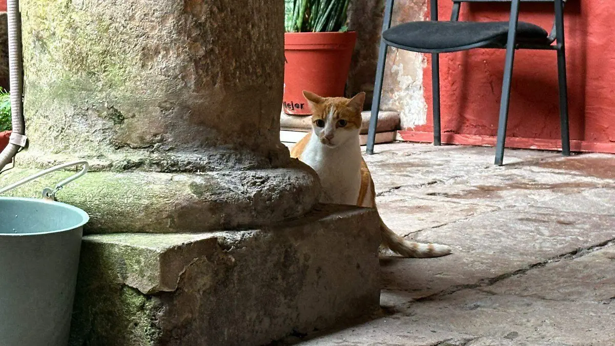 gato