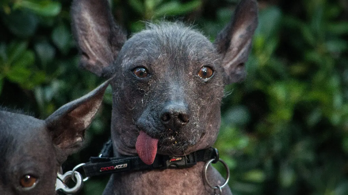 523647_Perros Condesa _impreso