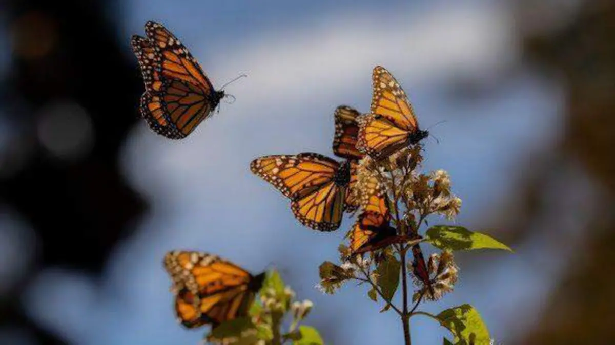 mariposa monarca