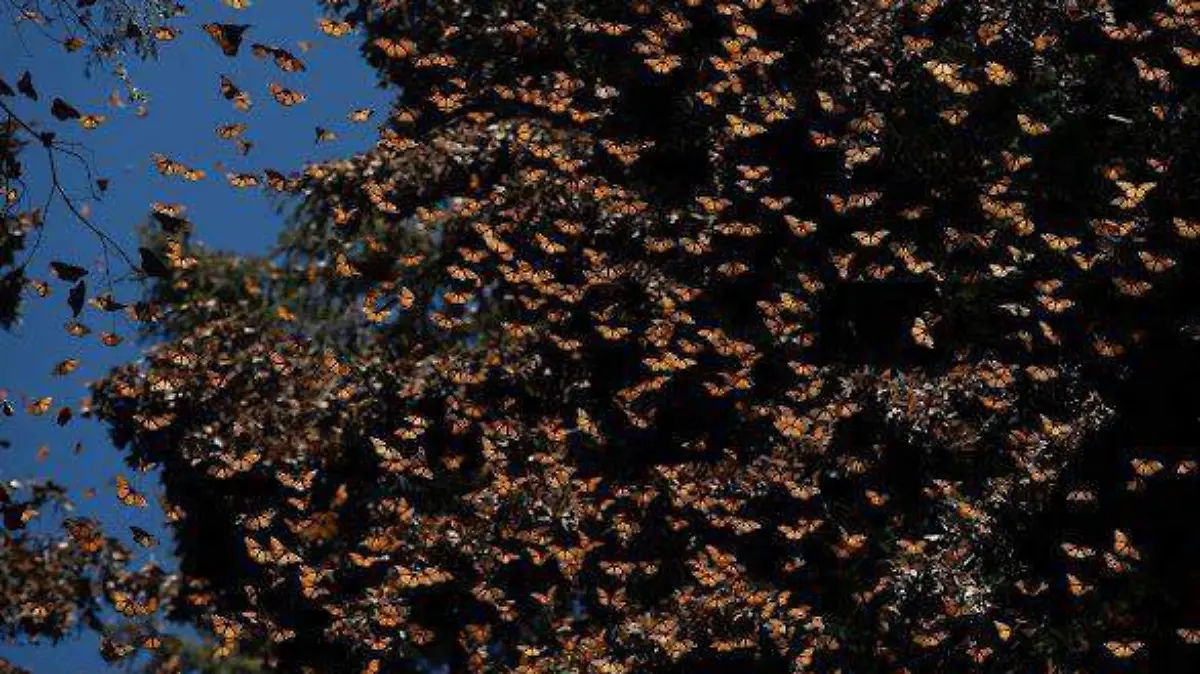 mariposa monarca michoacan