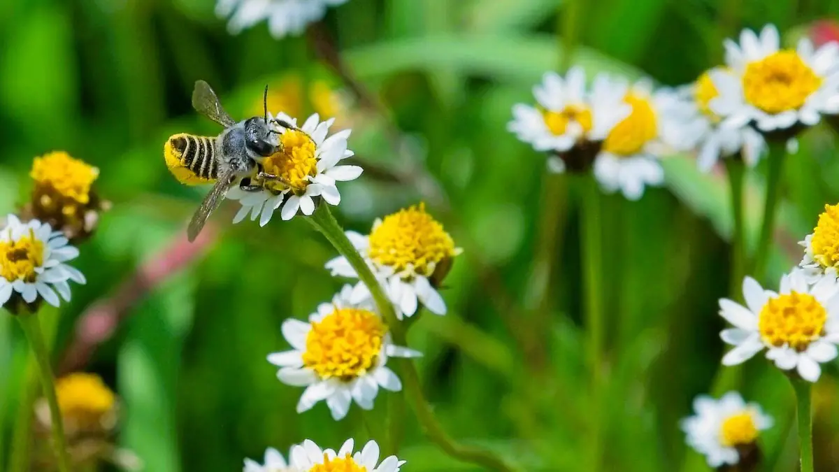 Megachile zapoteca 2