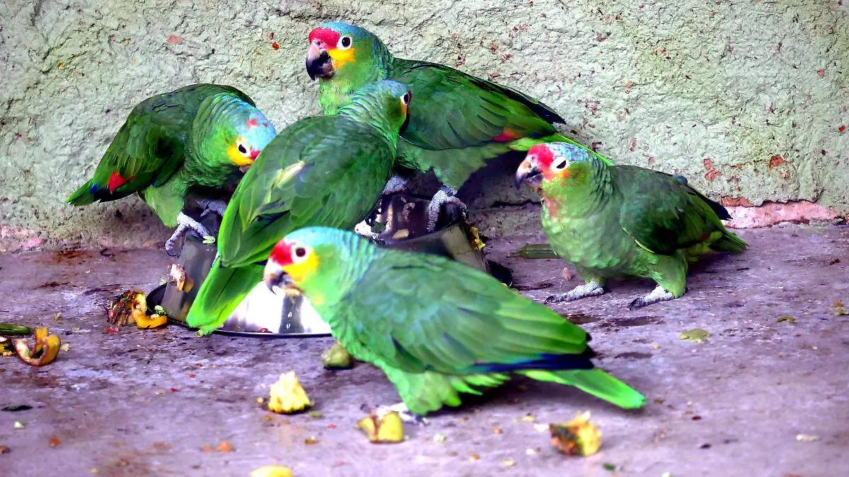Decomisos (3)