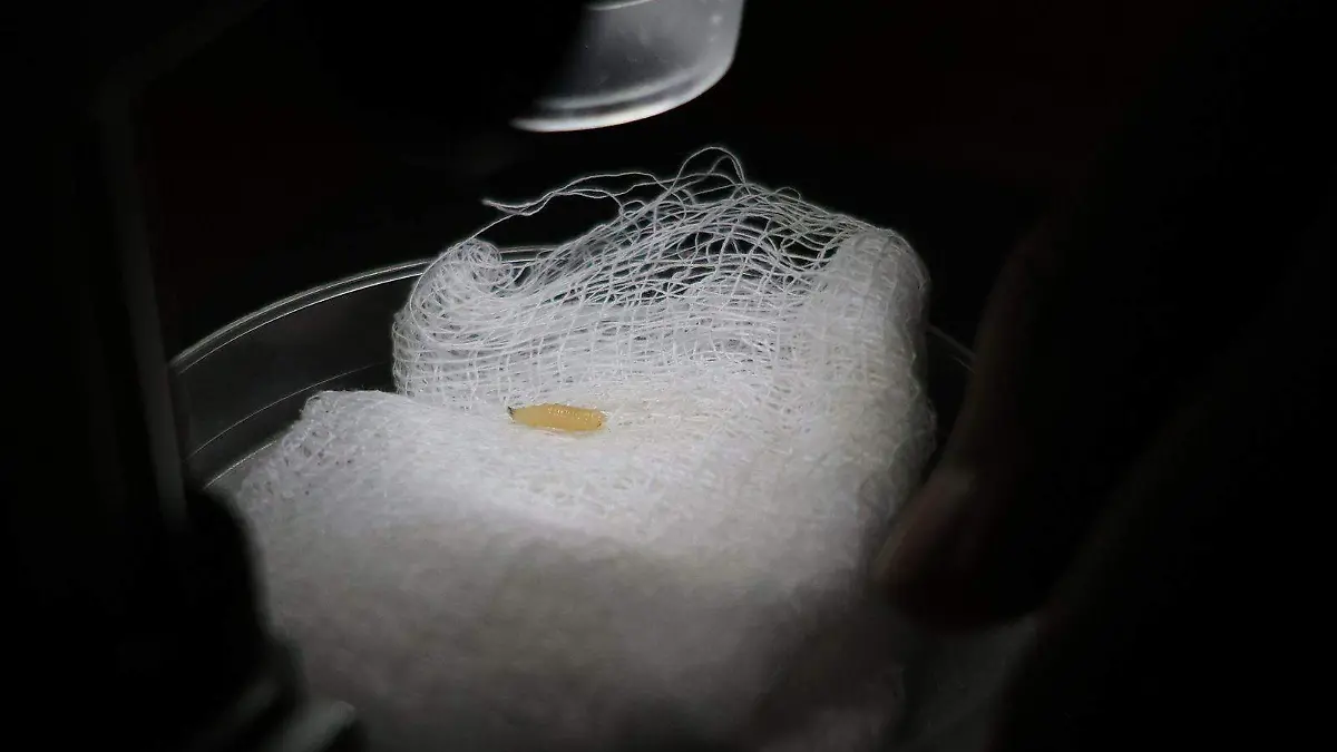 WhatsApp Image 2026-01-06 at 12.03.28