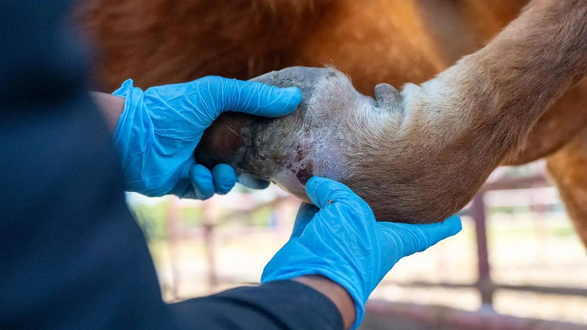 WhatsApp Image 2026-01-06 at 12.03.31