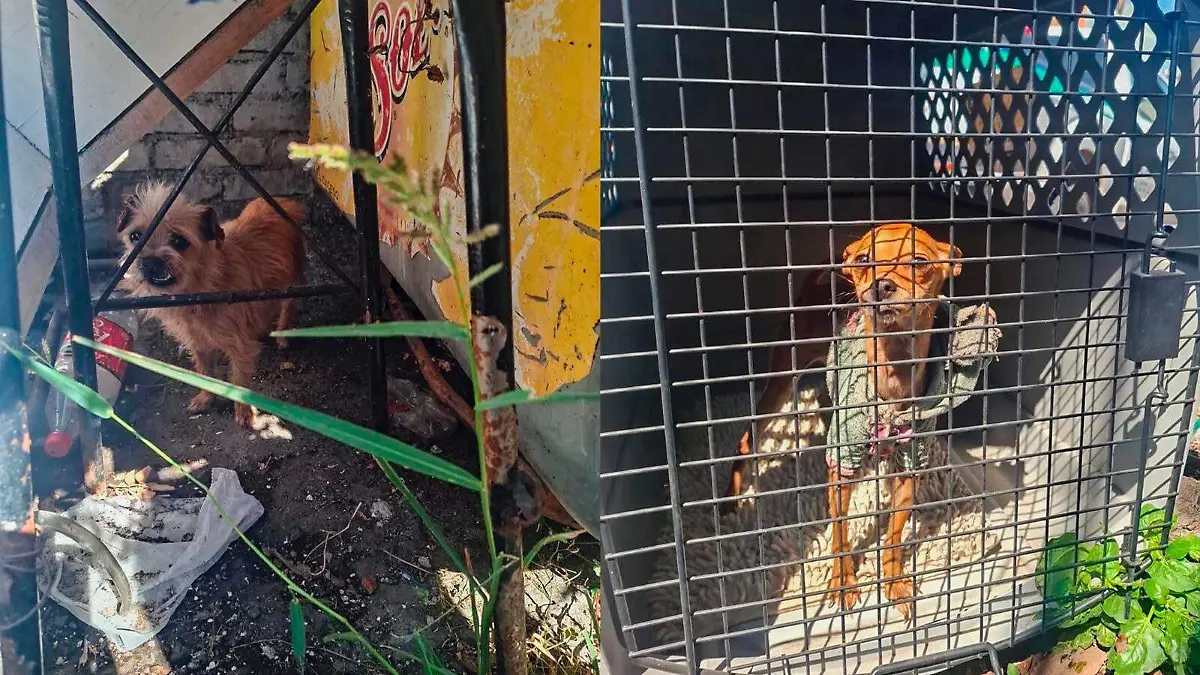 WhatsApp Image 2026-01-17 at 17.06.07