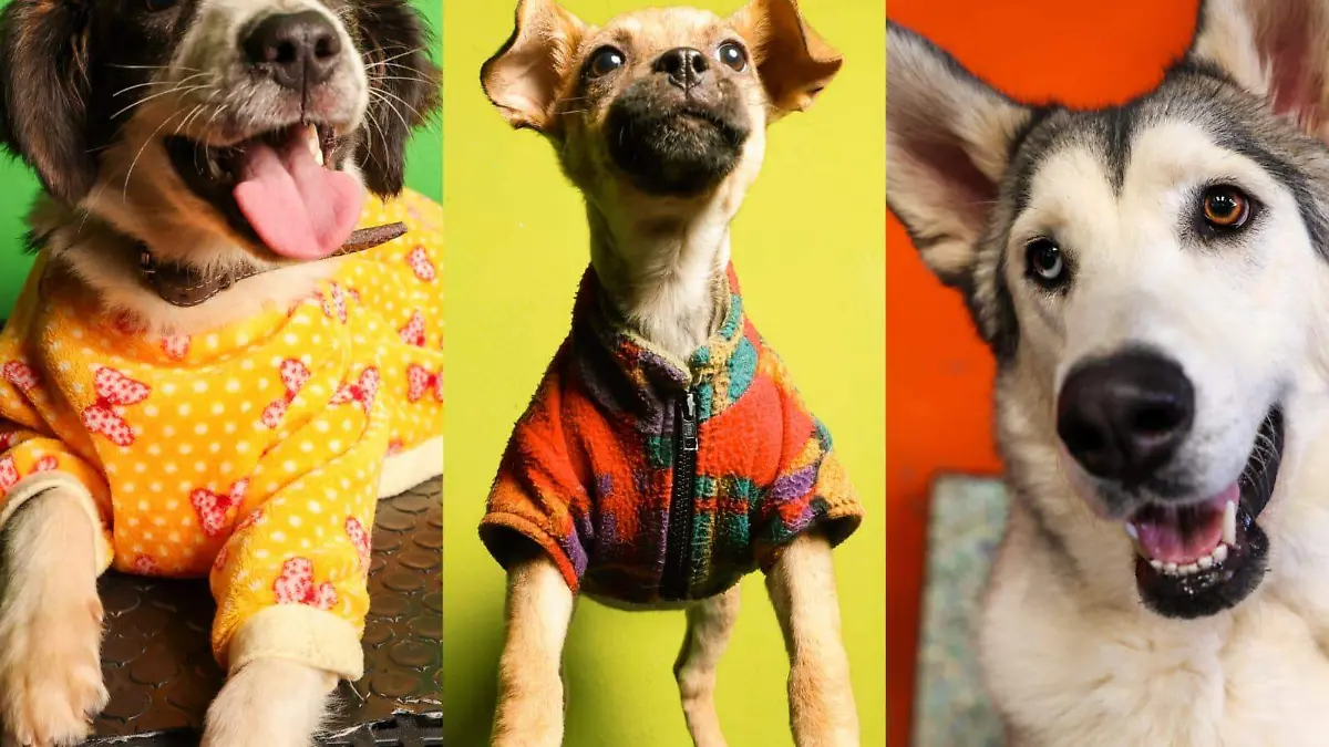 WhatsApp Image 2026-01-24 at 1.52.42 AM