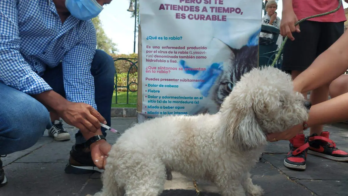 vacunación antirrábica perro