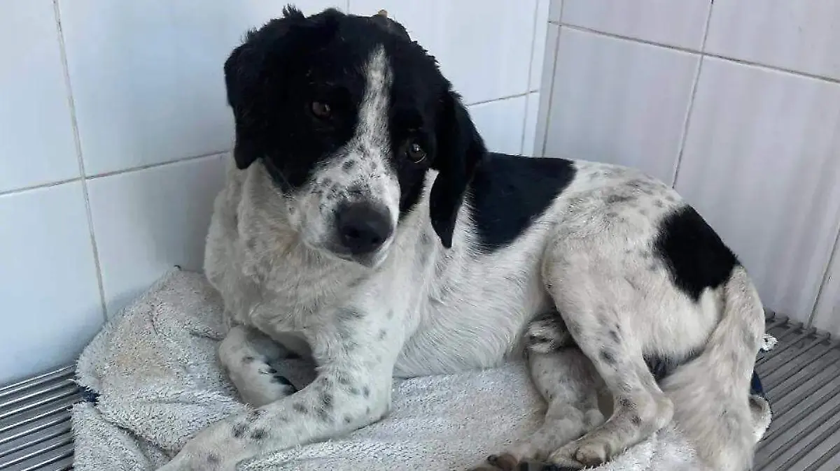 WhatsApp Image 2026-02-05 at 08.24.21